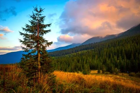 Evening in Carpathians Stock Photos