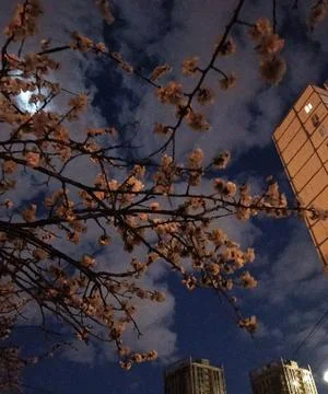 Evening Cherry Blossoms in Urban Setting Stock Photos
