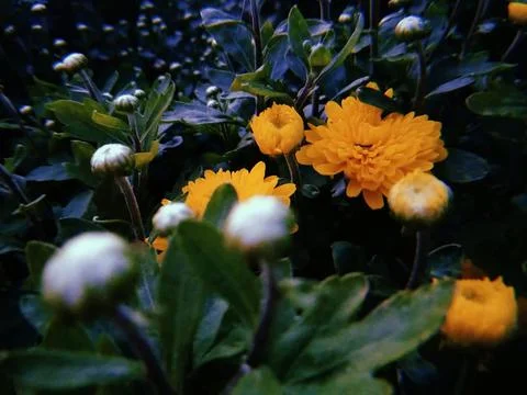 Evening chrysanthemums Stock-Fotos