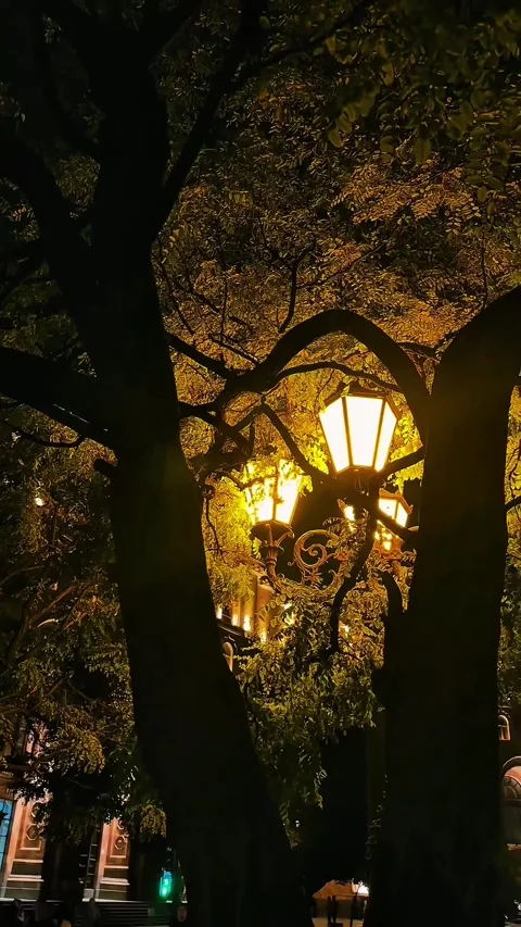 Evening city lights glowing through trees 2 Stock Footage 318311228