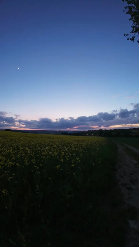 Evening Cloud Movement Above Blooming Rapeseed Field Stock Footage 339244530