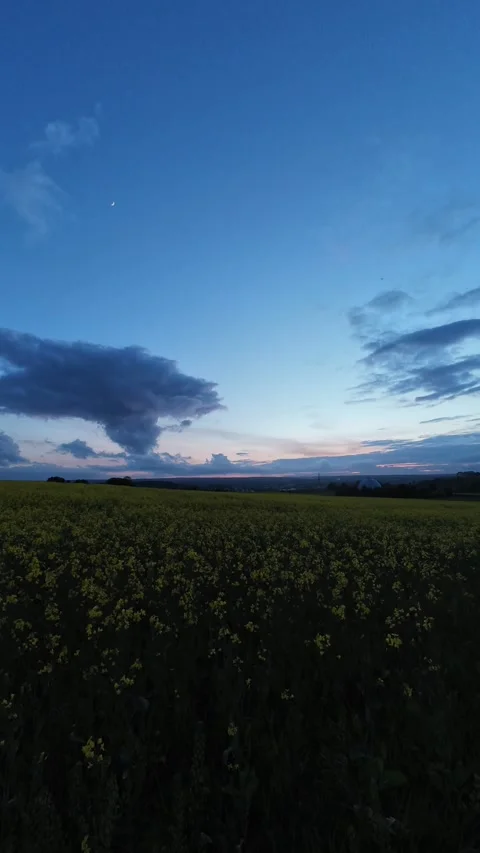 Evening Cloud Movement Above Blooming Rapeseed Field Stock Footage 339244532