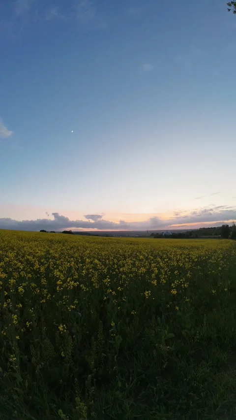 Evening Cloud Movement Above Blooming Rapeseed Field Stock Footage 339244534