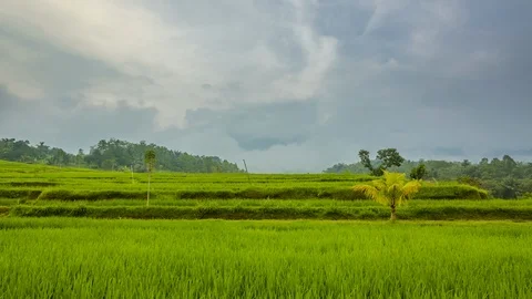 Evening Clouds over Rice Terraces. Time Lapse Видео 106456157