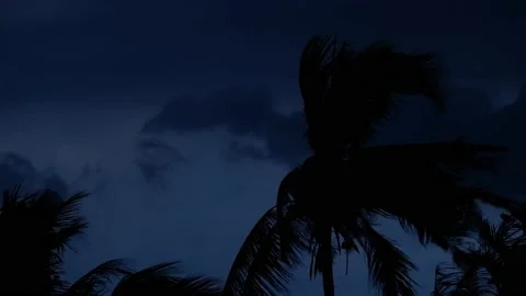 In the evening, clouds, rain, wind blow the coconut trees. Stock Footage 196995017