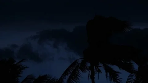 Evening clouds, rain, wind blowing Ardeidae coconut trees in flight. Stock Footage 196994955