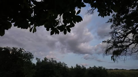 Evening Clouds Timelapse 4K Tree Silhouette Stock Footage 323749590