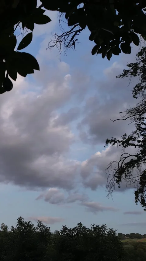 Evening Clouds Timelapse 4K Vertical Video Tree Silhouette Video stock 323749640