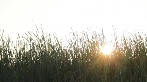 Evening comes sun back the grass Stock Footage 46214376