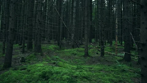 Evening coniferous forest and green moss at summer time Stock Footage 331565875