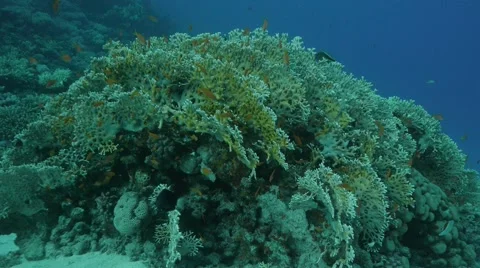 Evening coral Stock-Footage 43717392