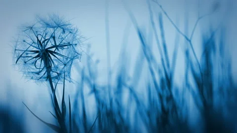 Evening dandelion blowball 動画素材 106455639