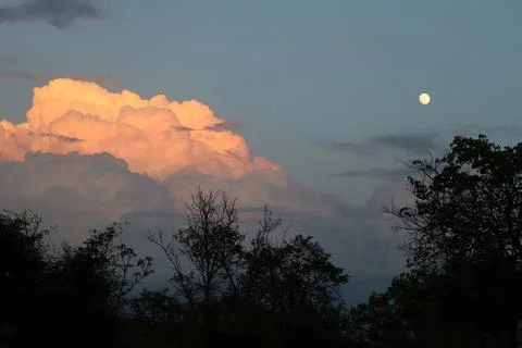 Evening, darkened trees, sunlit clouds, blue sky and moon Stock Photos