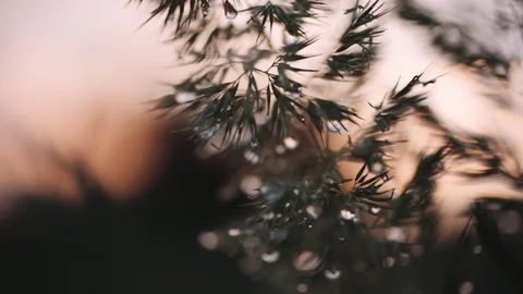 Evening field after the rain Stock-Footage 76899077