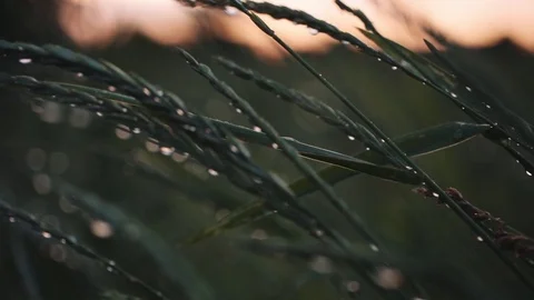 Evening field after the rain Stock Footage 76899183