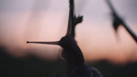 Evening field after the rain Stock Footage 76899334