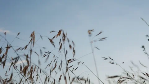 Evening field after the rain Stock Footage 77193091