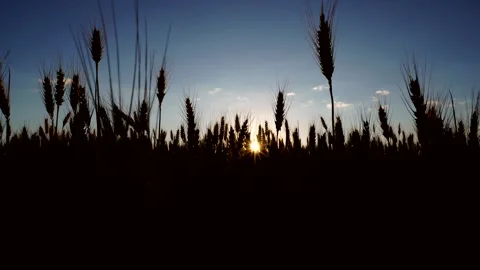 Evening field Video stock 296851958