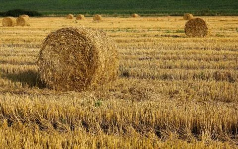 Evening field Stock Photos