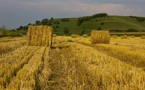 Evening field Stock Photos