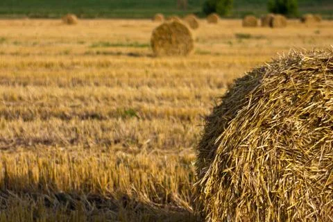 Evening field Stock Photos