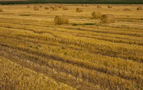 Evening field Stock Photos