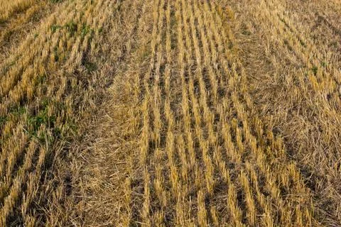 Evening field Stock Photos