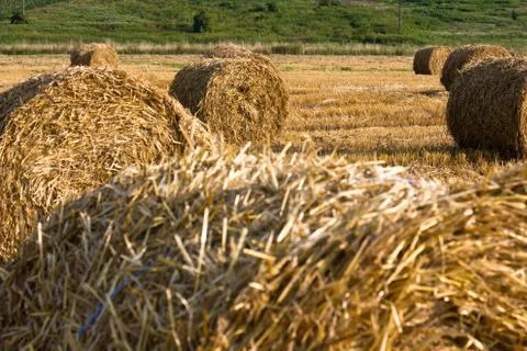 Evening field Stock Photos