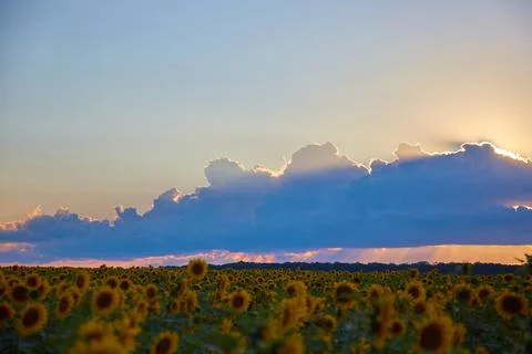 Evening on the field 스톡 사진