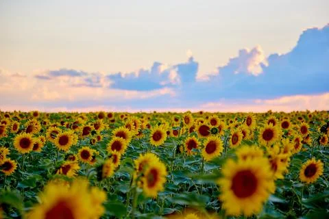 Evening on the field 스톡 사진