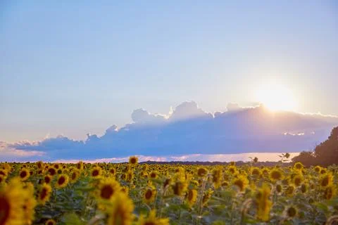 Evening on the field 스톡 사진