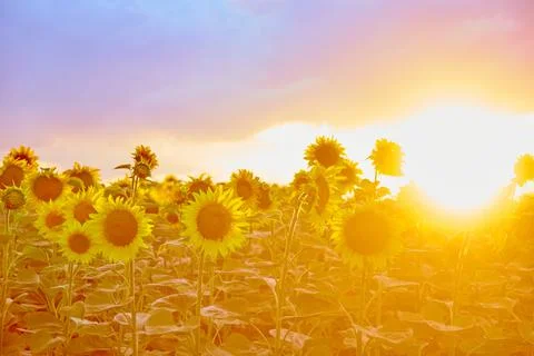 Evening on the field Stock Photos