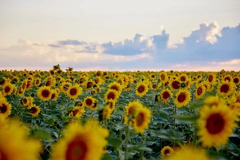 Evening on the field Stock Photos
