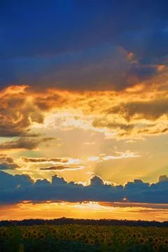 Evening on the field Stock Photos