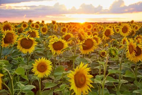 Evening on the field 스톡 사진