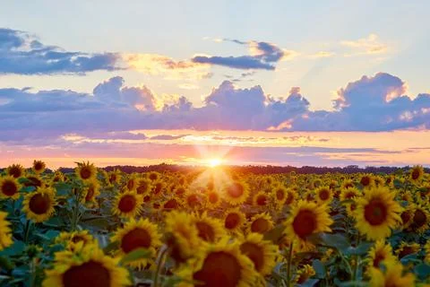 Evening on the field Foto stock