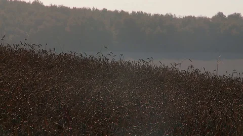Evening field with ripe wheat Stock Footage 81539365