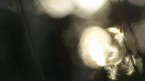 Evening field at sunset3 Stock Footage 159846485