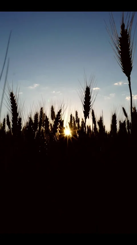 Evening field, vertical Video stock 296851957