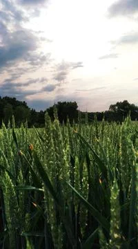 Evening field of wheat Stock Photos