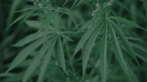 Evening field of wild growing hemp. Close-up. Stock Footage 142187628