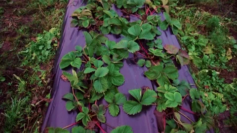 Evening fields of strawberries, plantation beds Stock Footage 225077595