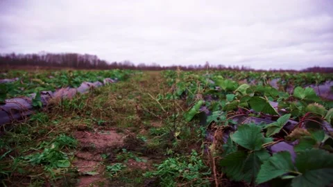 Evening fields of strawberries, plantation beds Stock Footage 225077634
