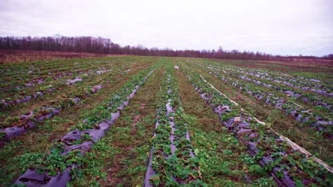 Evening fields of strawberries, plantation beds Stock-Footage 225077675