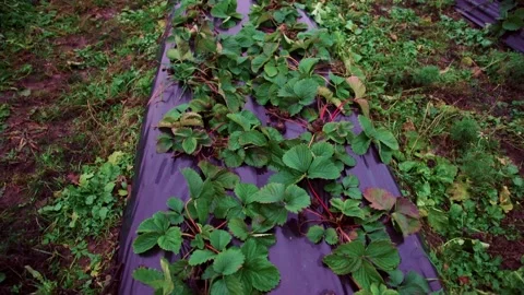 Evening fields of strawberries, plantation beds Stock Footage 225077707
