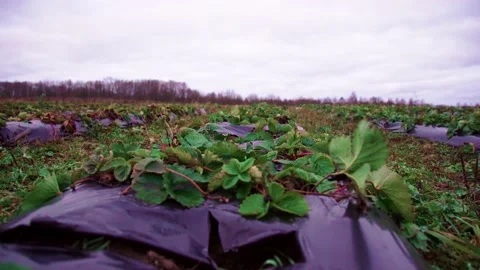 Evening fields of strawberries, plantation beds Stock Footage 225077771