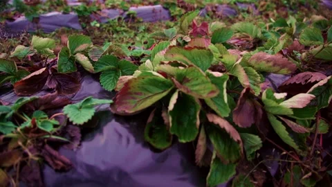 Evening fields of strawberries, plantation beds Stock Footage 225077815