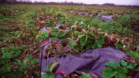 Evening fields of strawberries, plantation beds Stock Footage 225077863
