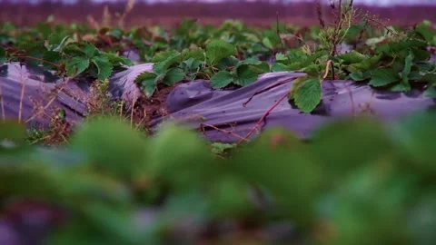 Evening fields of strawberries, plantation beds Stock Footage 225077909