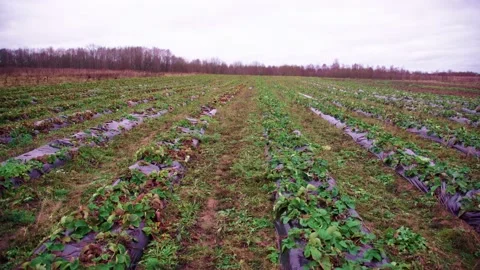 Evening fields of strawberries, plantation beds Stock Footage 225077941